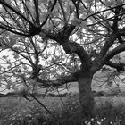 Feigenbaum im Frühling