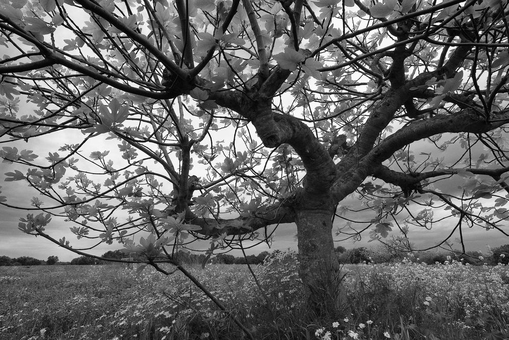 Feigenbaum im Frühling