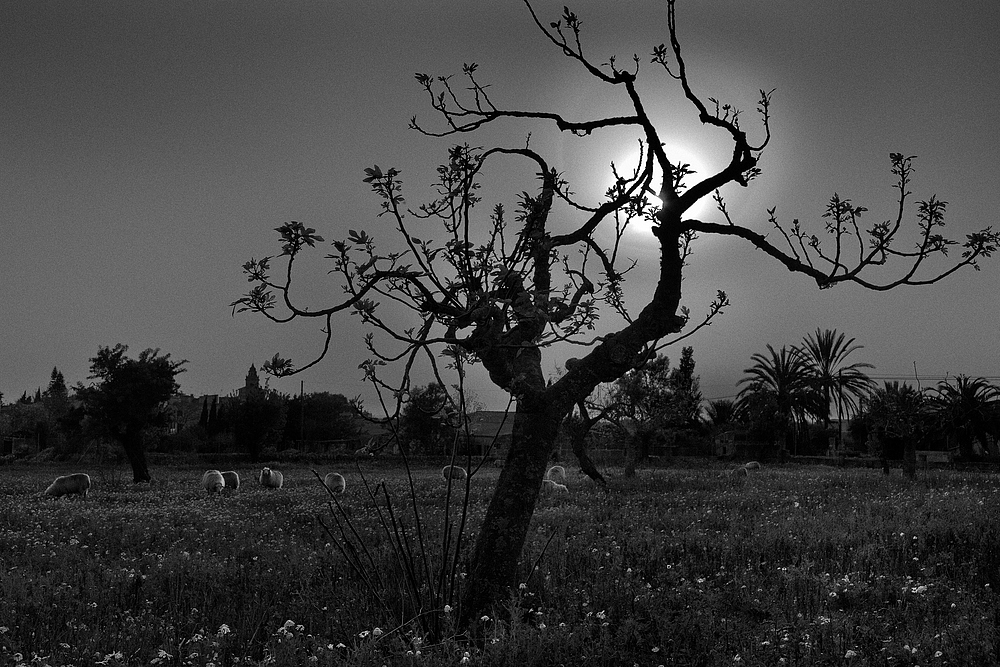 Feigenbaum im Sonnenuntergang