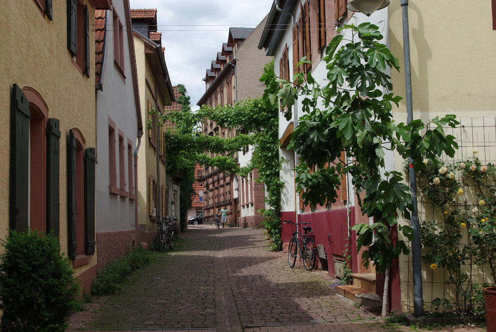 Feigenbaum und Wein