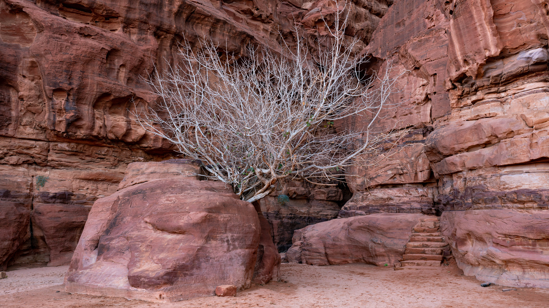 Feigenbaum vor dem Khazali Canyon