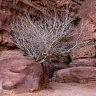 Feigenbaum vor dem Khazali Canyon