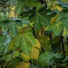 Feigenblätter im Herbst