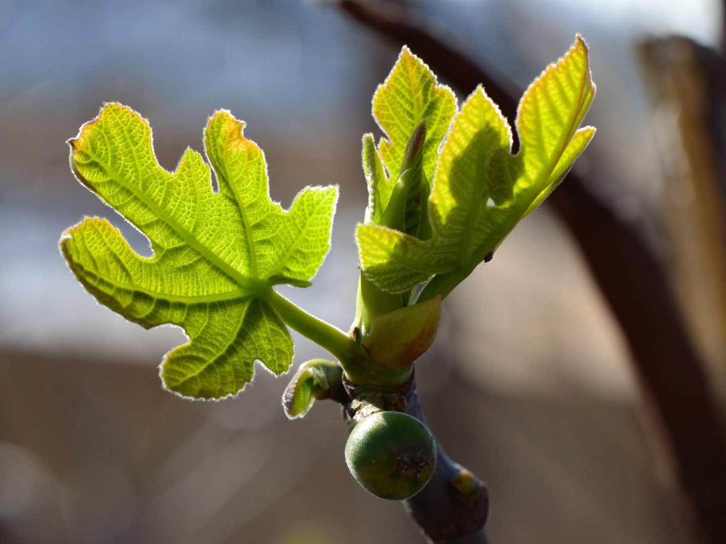 Feigenblatt-Frühling