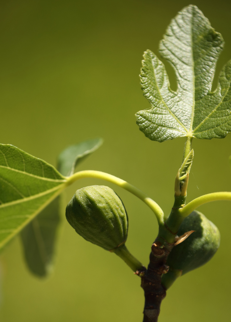 Feigenblatt und Frucht