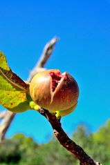 Feigenfrucht