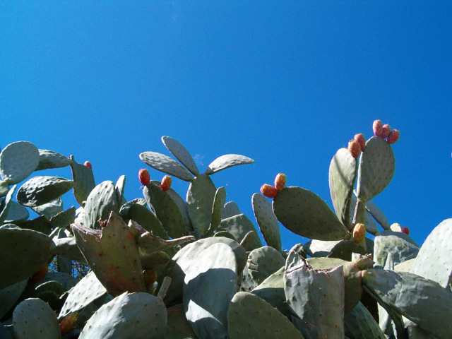 Feigenkaktus (Opuntia ficus-indica) Alanya