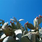 Feigenkaktus (Opuntia ficus-indica) Alanya