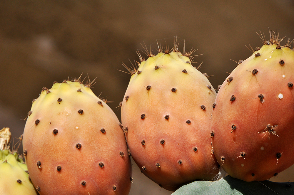 Feigenkaktus-Opuntia ficus-indica ll