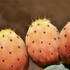 Feigenkaktus-Opuntia ficus-indica ll