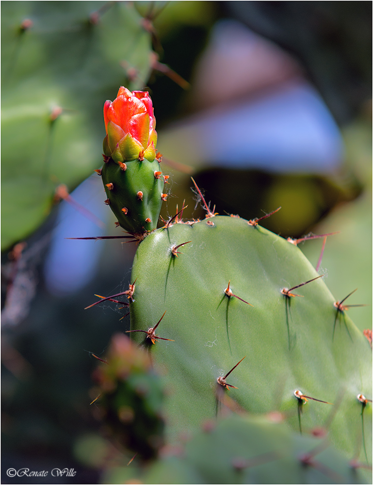 Feigenkaktusblüte