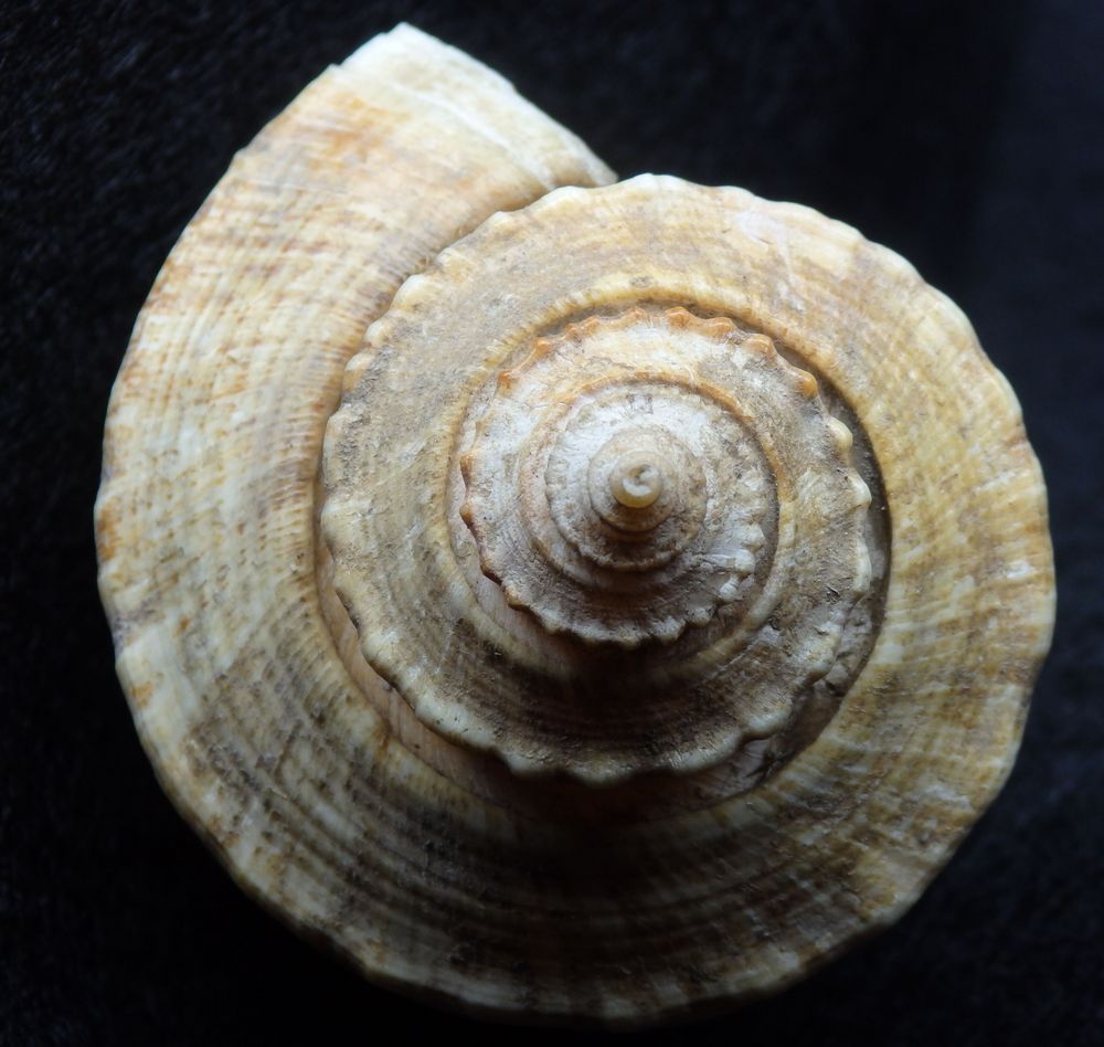 Feigenschnecke - Ficus