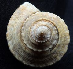 Feigenschnecke - Ficus