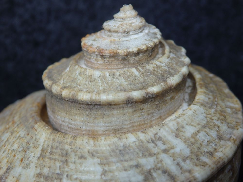 Feigenschnecke - Ficus