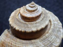 Feigenschnecke - Ficus