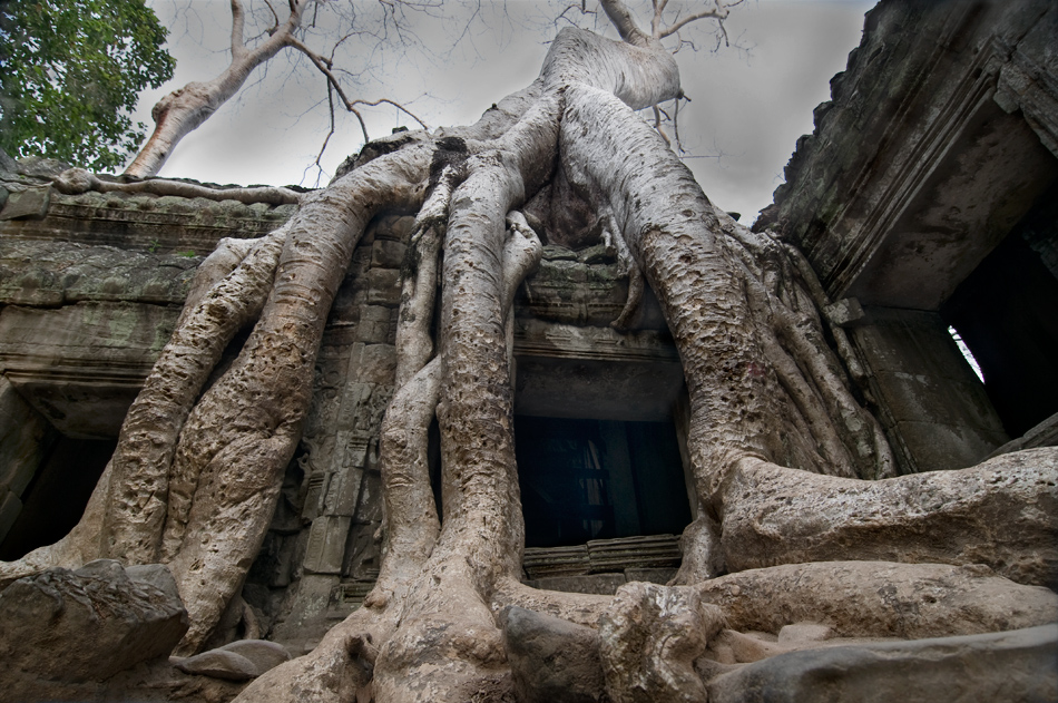 Feigenwurzeln über Ta Prohm