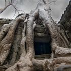 Feigenwurzeln über Ta Prohm