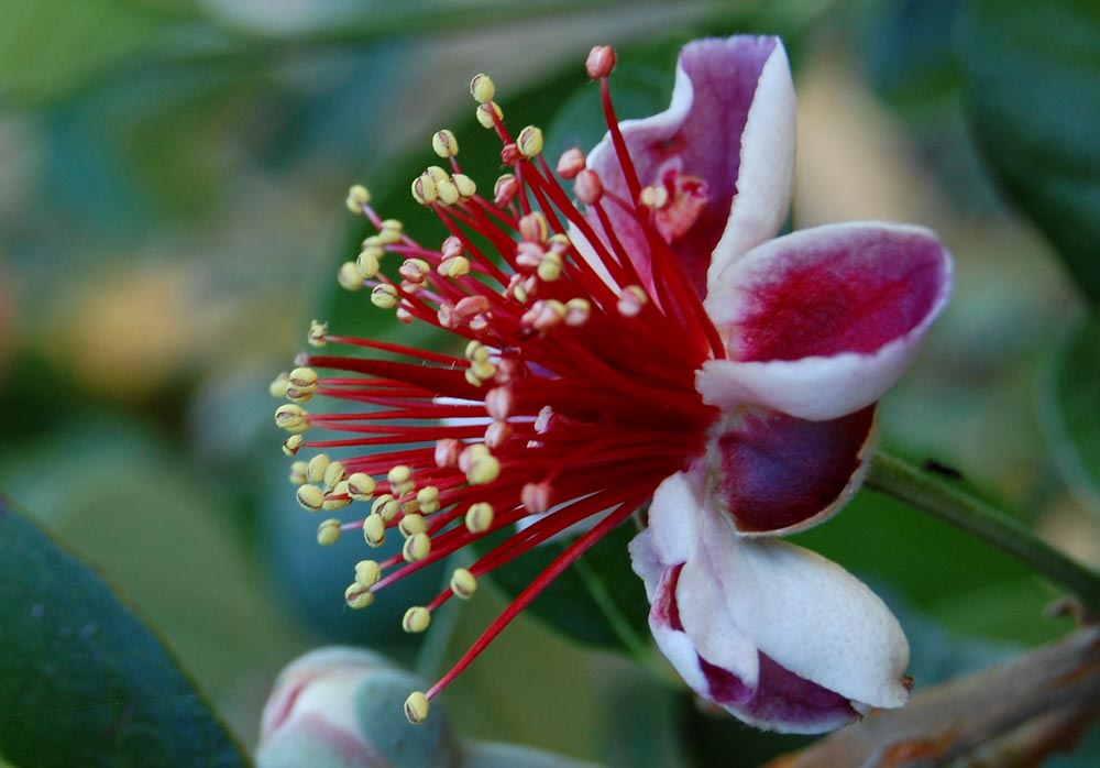 Feijoa