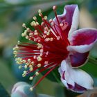 Feijoa