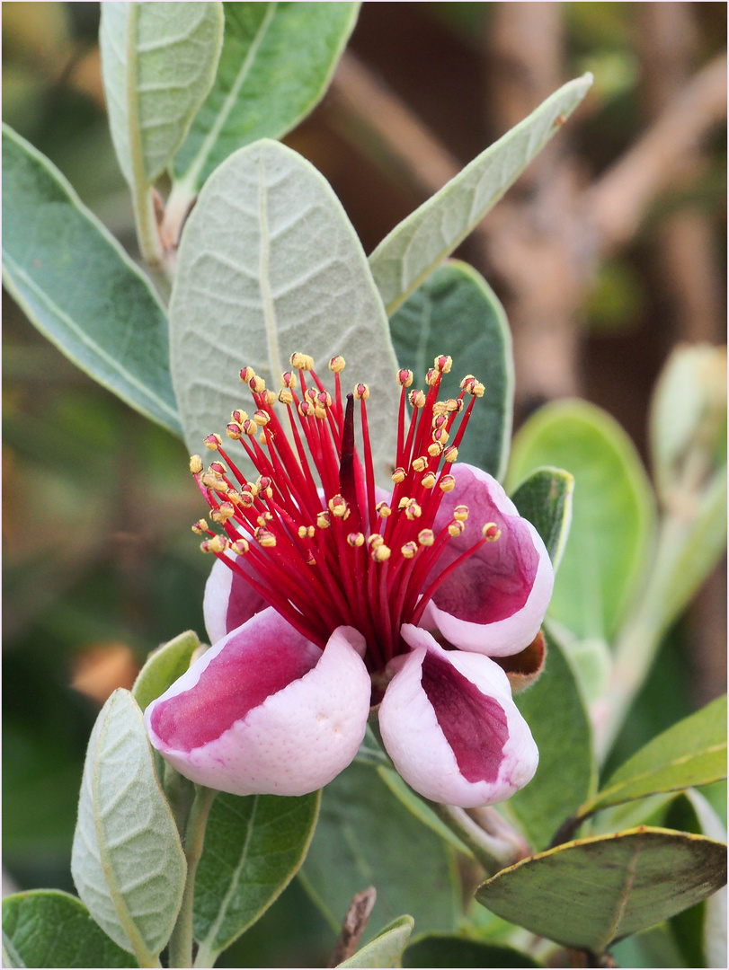 Feijoa sellowiana