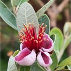 Feijoa sellowiana