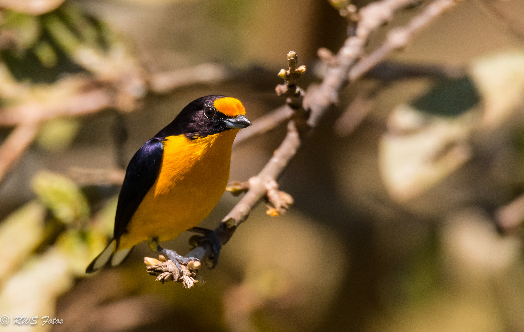 Feilchenorganist -Euphonia violacea, Männchen