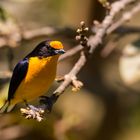 Feilchenorganist -Euphonia violacea, Männchen