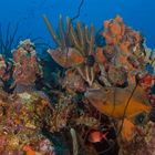 Feilenfisch Pärchen vor Bonaire