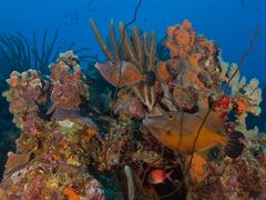 Feilenfisch Pärchen vor Bonaire