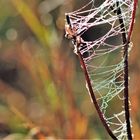 Fein gewebt, mit Perlen bestickt - ein kleines Kunstwerk der Natur 