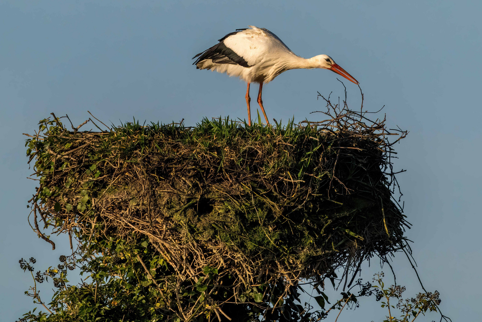 Feinarbeit am Nest