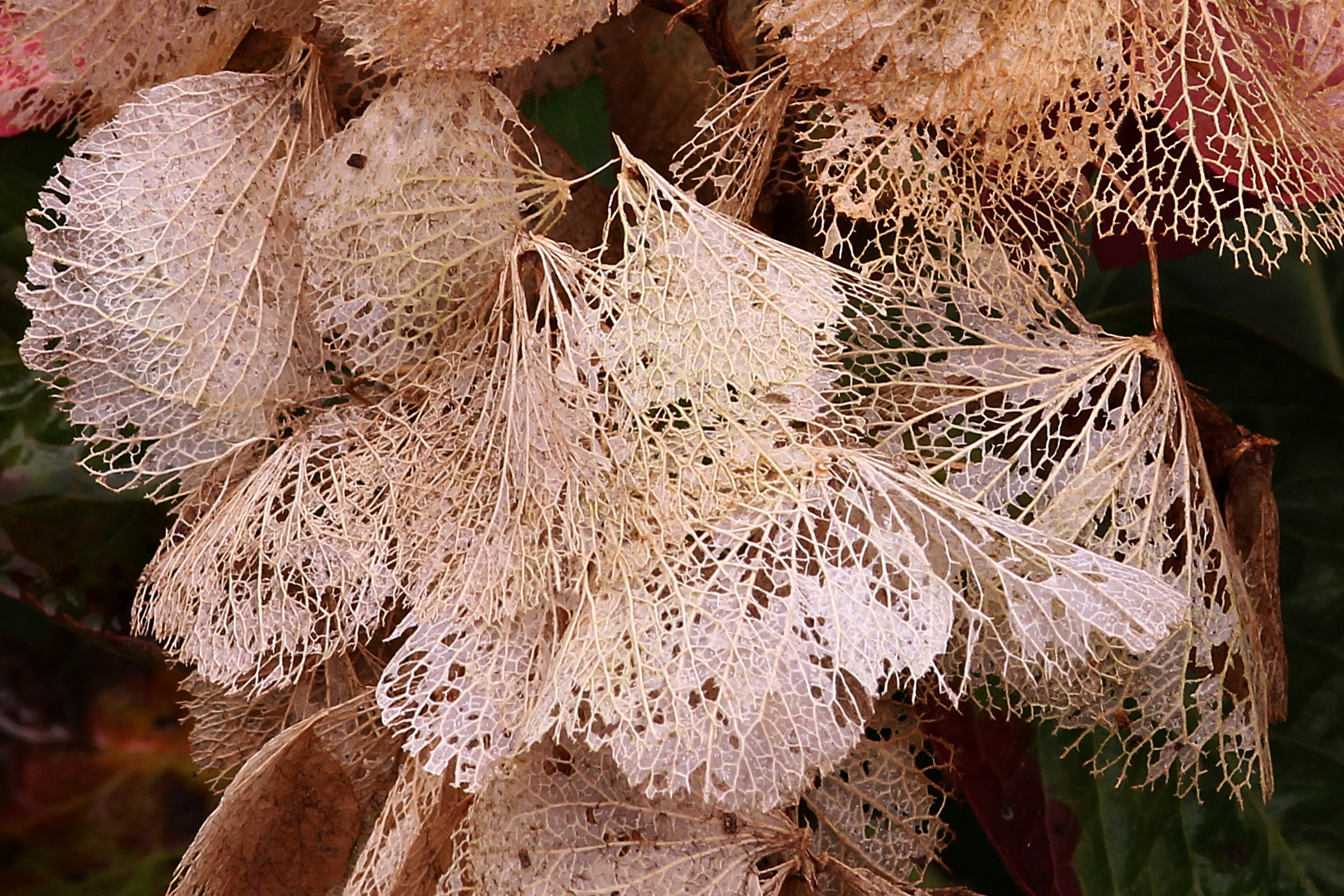 Feinarbeit der Natur