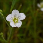 Feinblättrige Miere (Minuartia hybrida)..