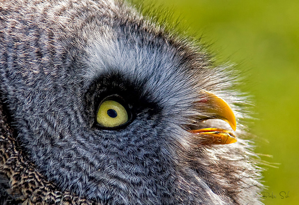 Feind gesichtet