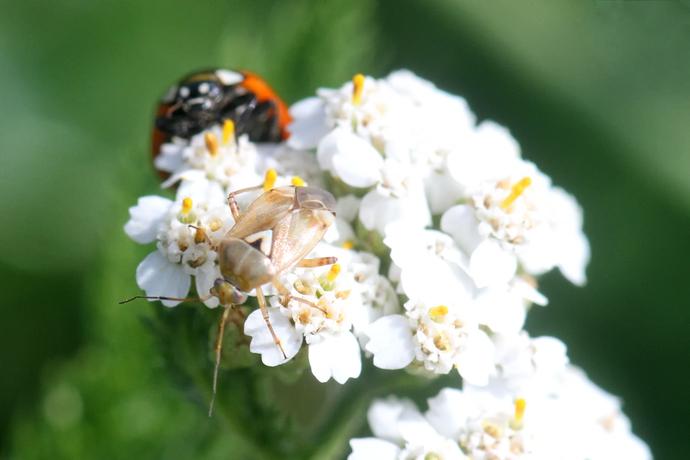 Feind im Anmarsch