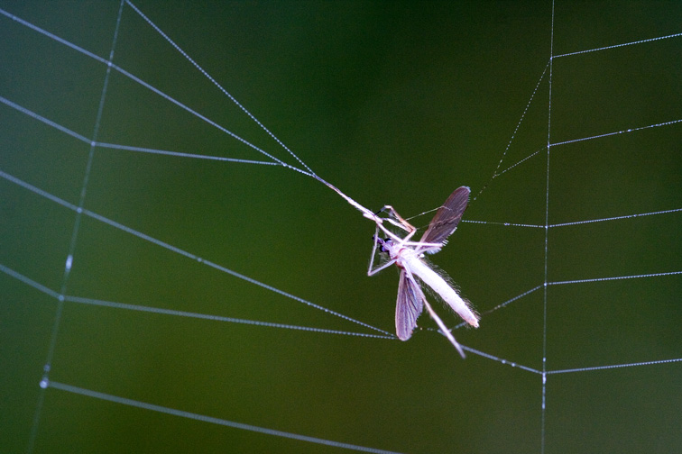 Feind im Netz