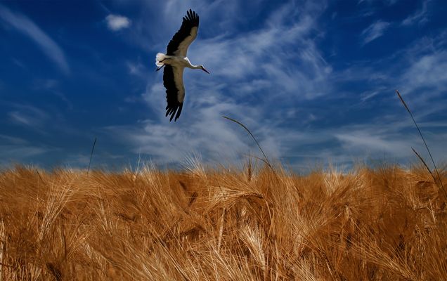 Feind in Sicht ! Angriff