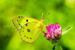 Feind Nr 1 des Schmetterlingsfotografen