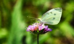 Feind Nr. 2 des Schmetterlingsfotografen