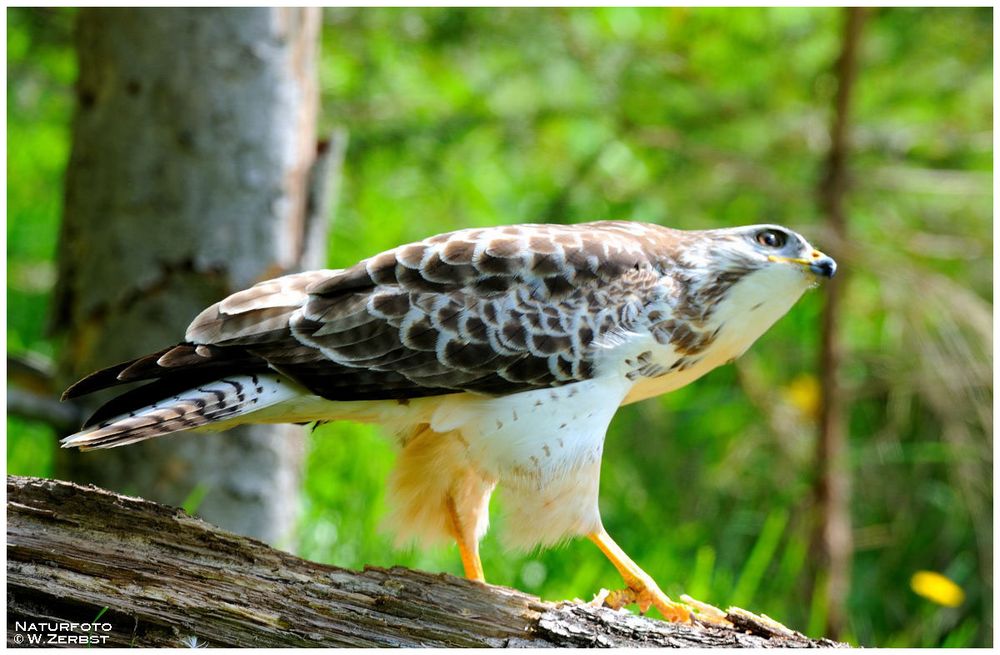 - Feind von oben ? -  Mäusebussard Nr. 4    ( Buteo buteo )