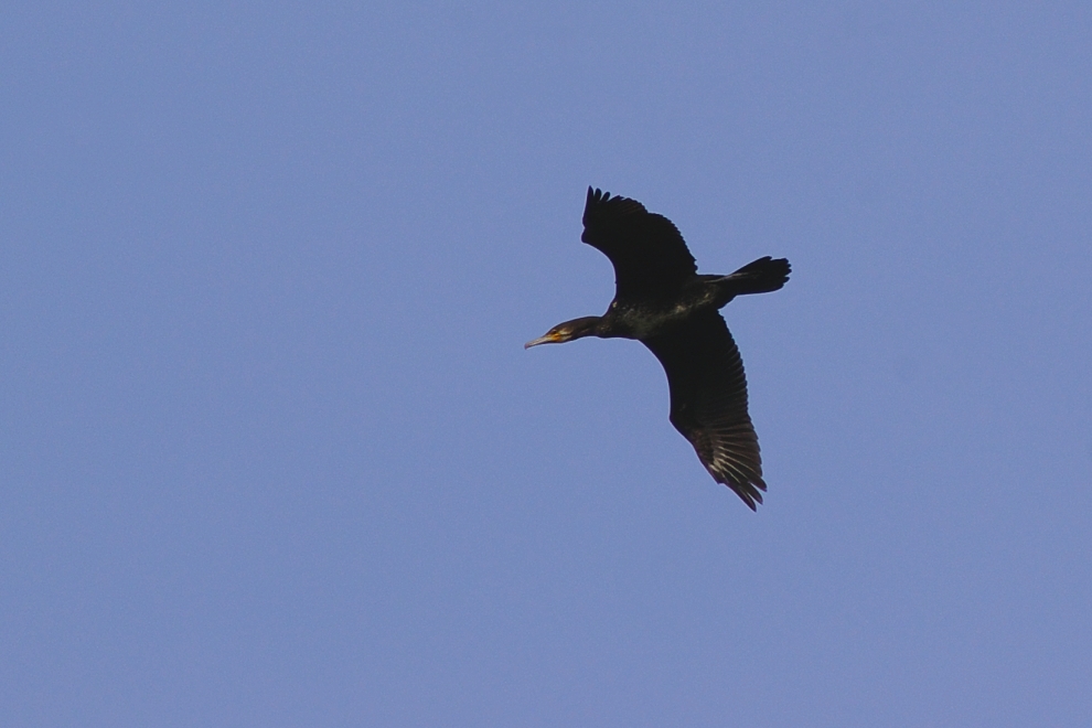 Feindlicher Flieger