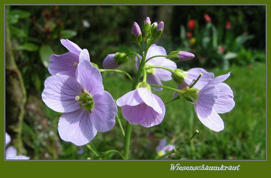 Feine Blüte