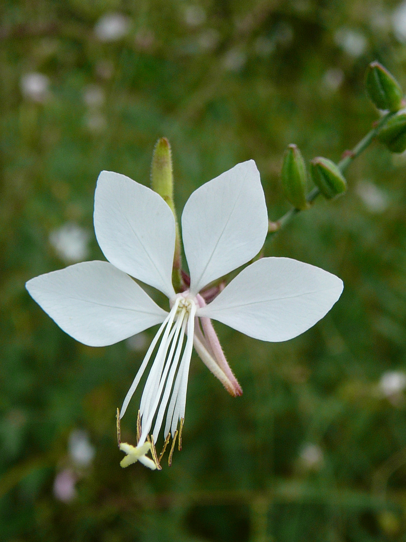 Feine Blüte