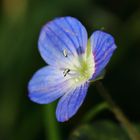 Feine Blüte im Rasen...