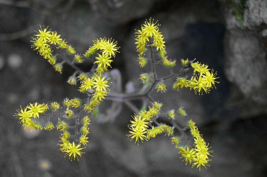 Feine Blüte in Teneriffa