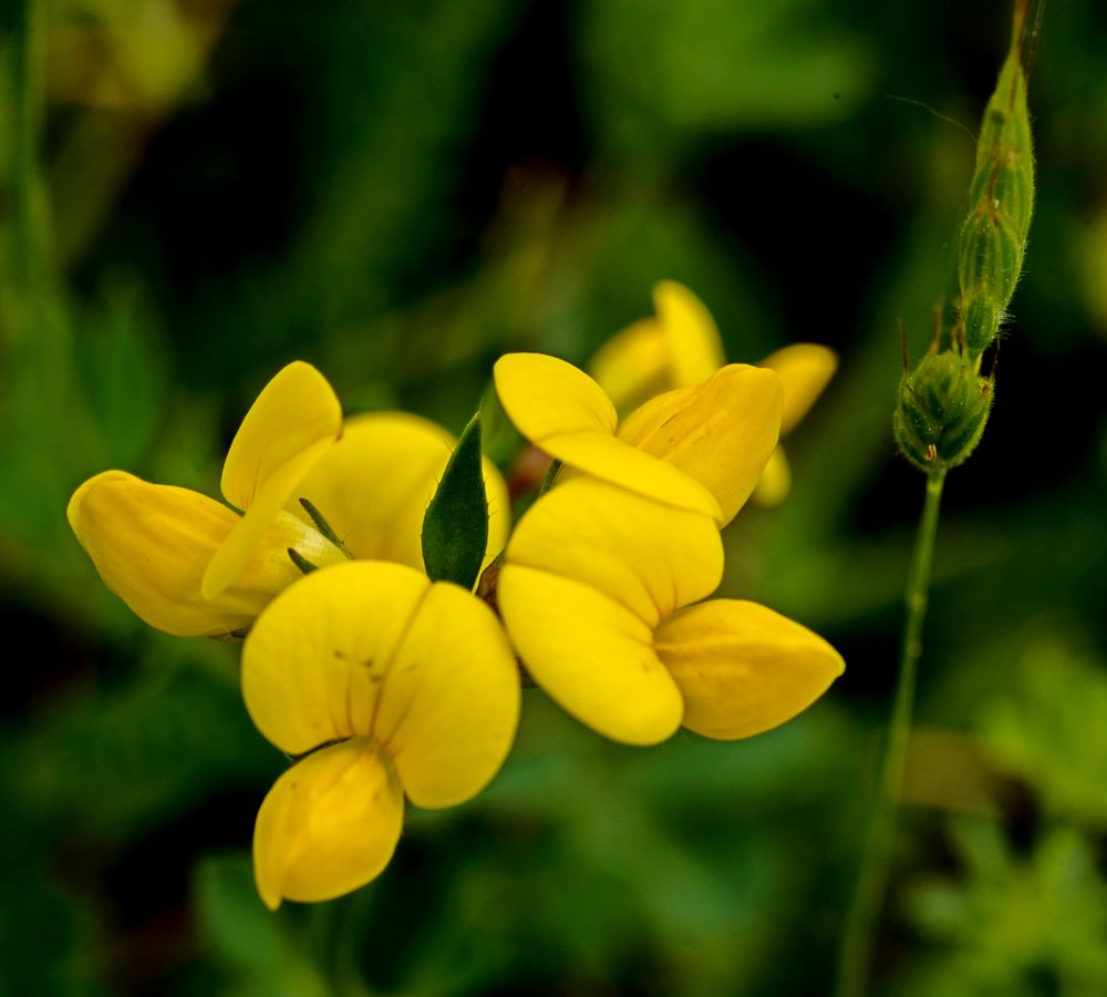 feine blüten