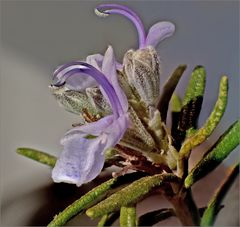 feine Blüten aus garstigem Stock