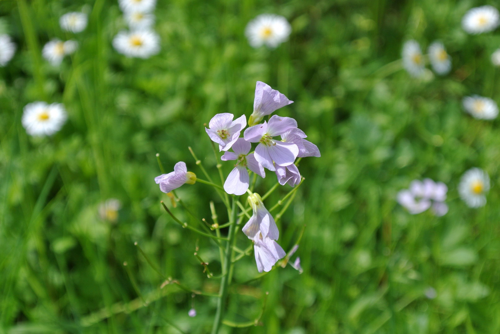 Feine Blüten