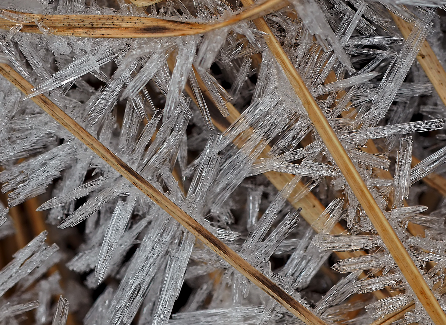 Feine Eisstrukturen im dürren Gras! - Fines structures de glace dans l'herbe sèche!