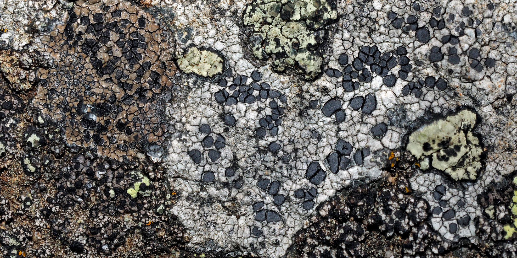 Feine Flechtenkunst von Mutter Natur! * - Les lichens qui donnent une oeuvre d'art!